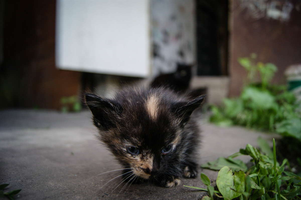 Котик - Света Кондрашова