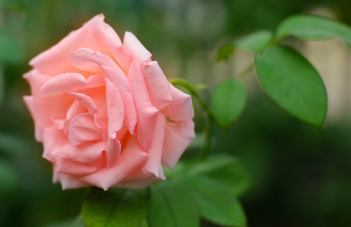 роза в саду - Наталья М