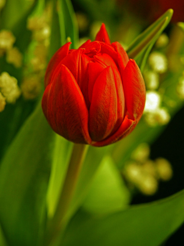 Красный тюльпан - Lena Li