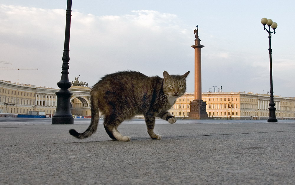 подайте коту Базилио на пропитание - равил митюков