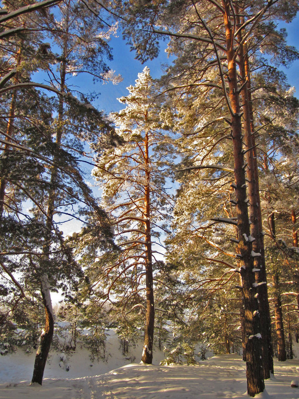 Зимний лес - Павел Зюзин