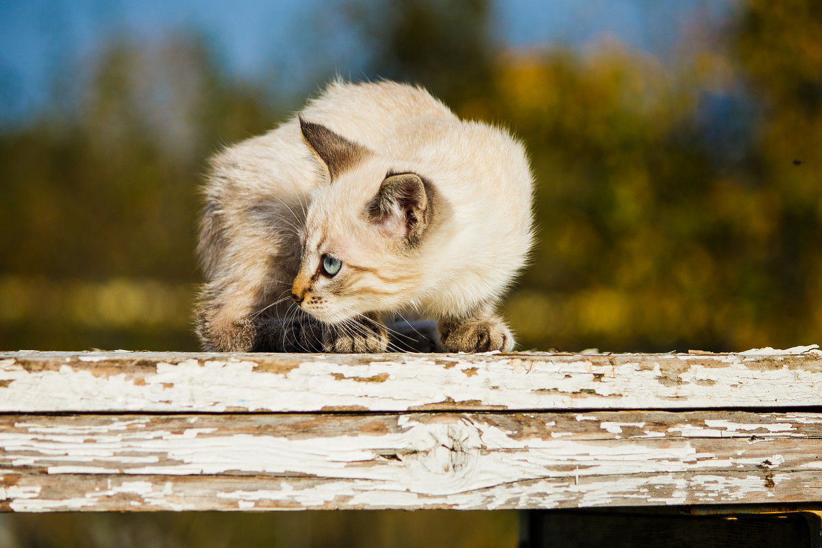 Котенок - Евгений 