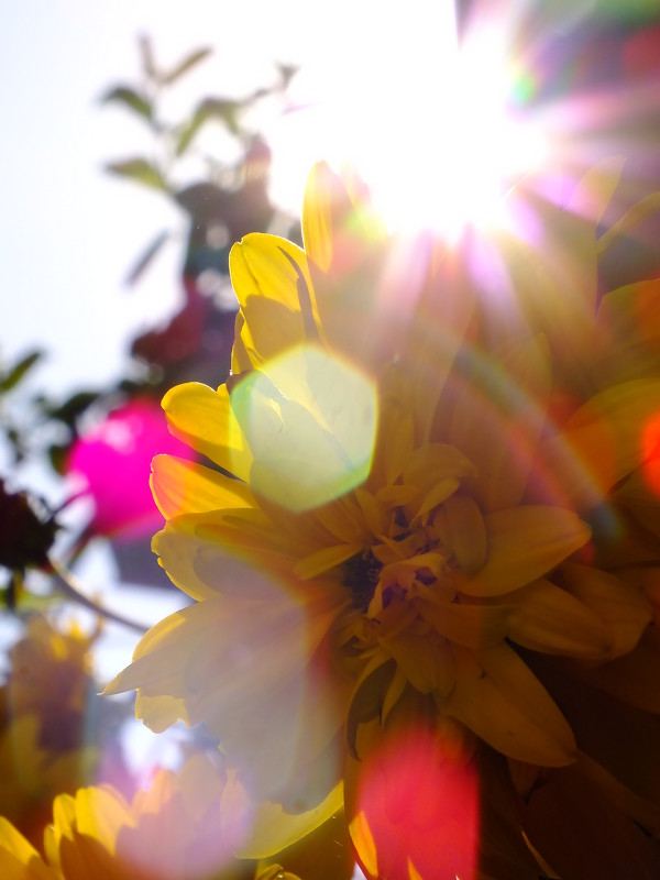 Солнечный цветок - Дарья Яковлева