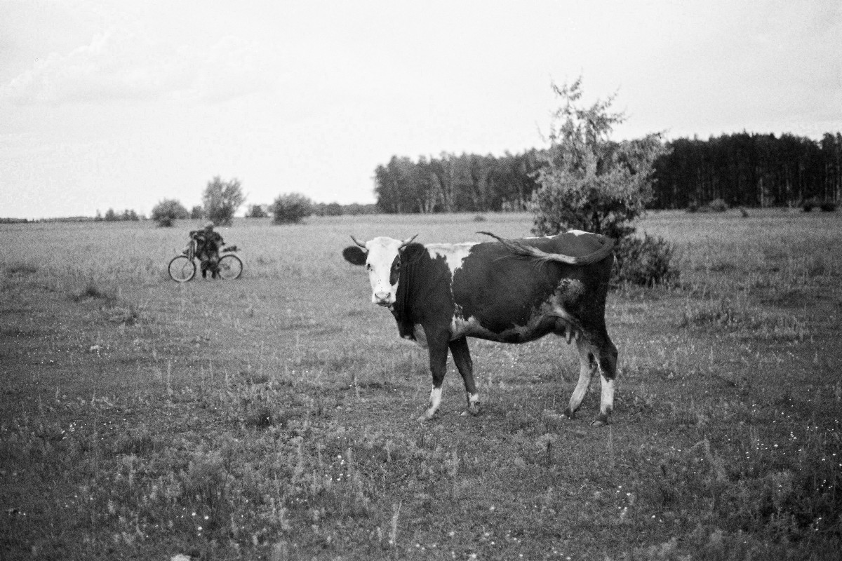 Корова и пастух - Алексей Галушко