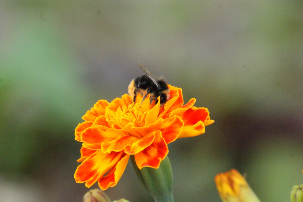 Сидела на цветке пчела - Джастина Голополосова