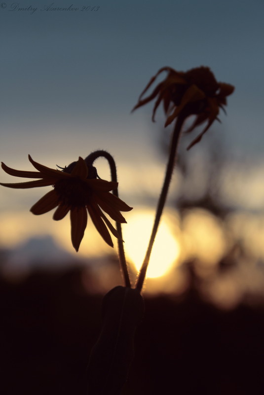 Flower - Dmitry Azarenkov