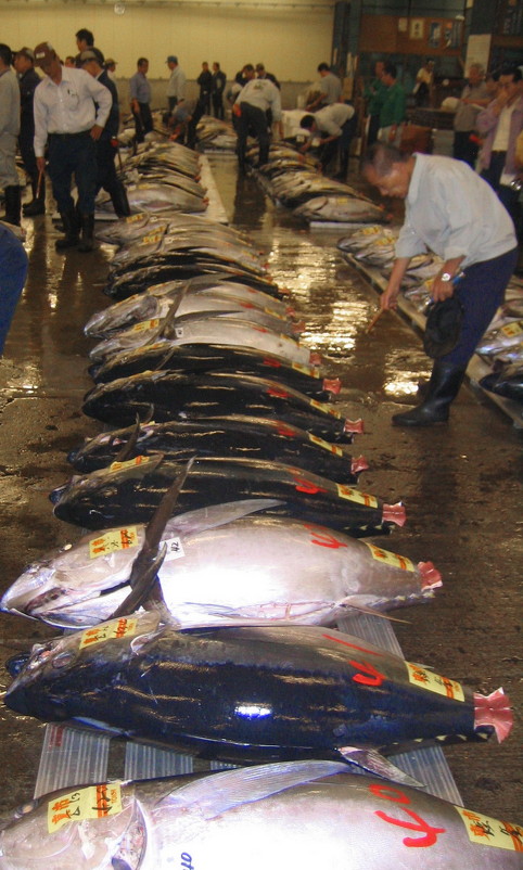 Оптовый рыбный рынок в Токио - Валерий Струк 