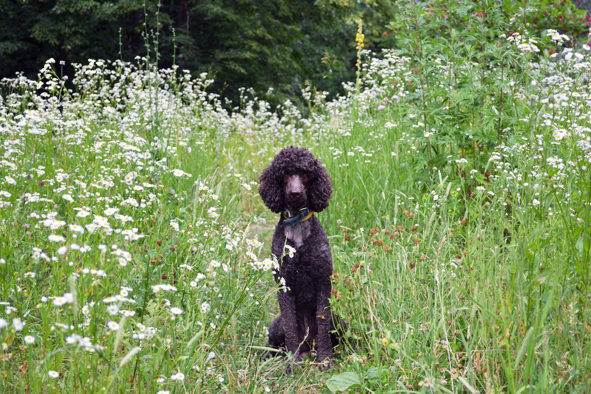 Best Dog Ever - Anastasia Pavlyukovskaya