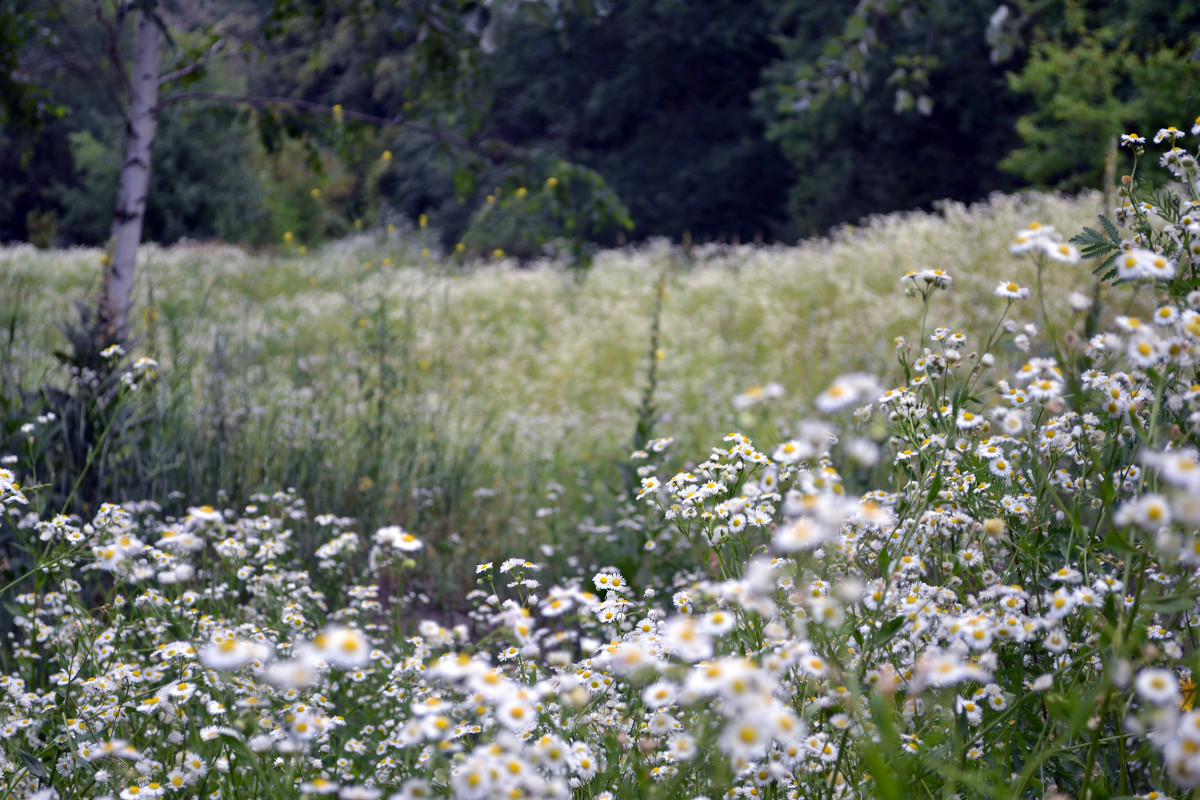 chamomile - Anastasia Pavlyukovskaya