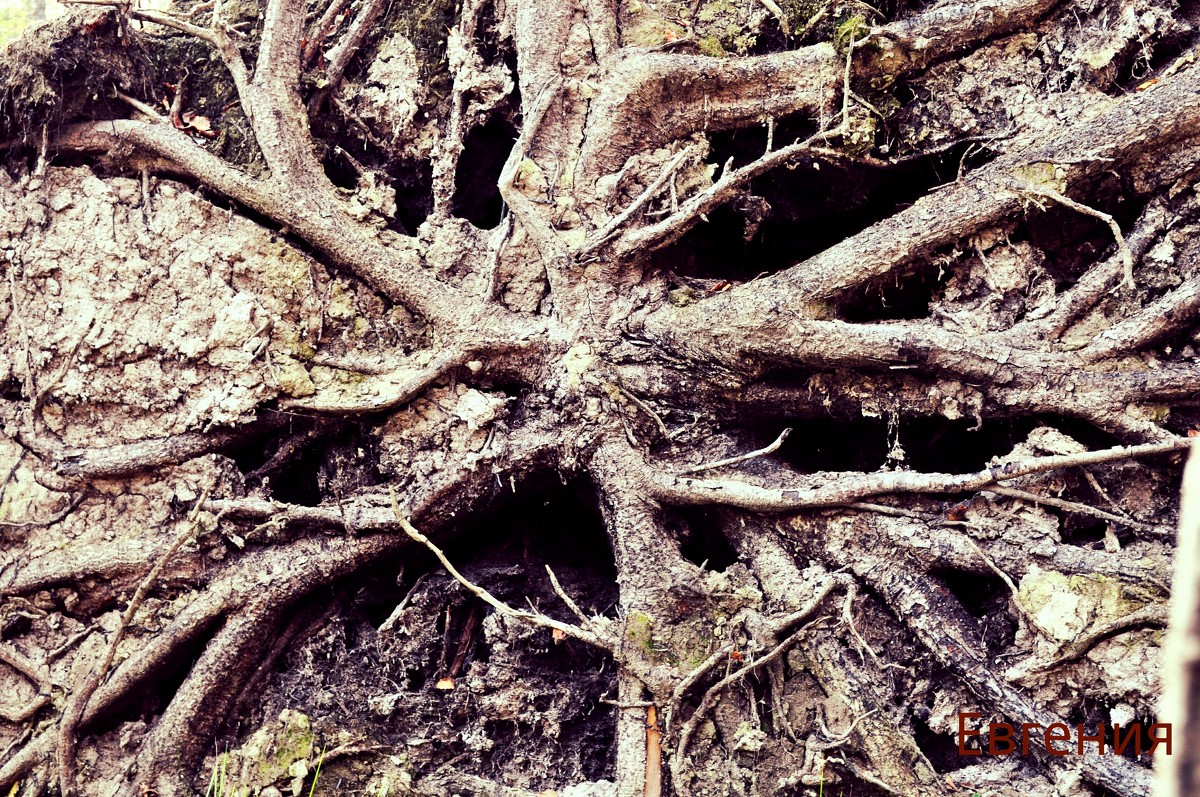 огромный древесный корень - Евгения Мартынова