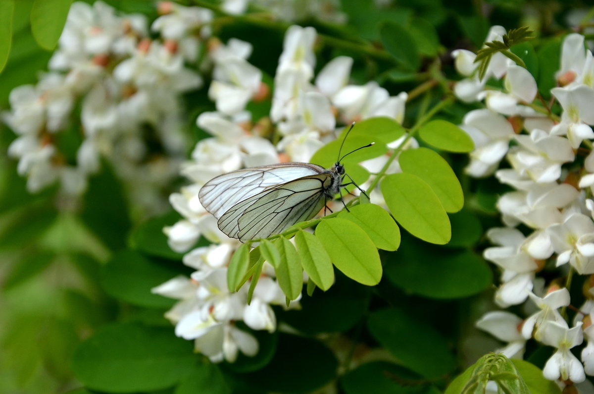 Бабочка боярышница на цветке белой акации - Ольга Кирсанова