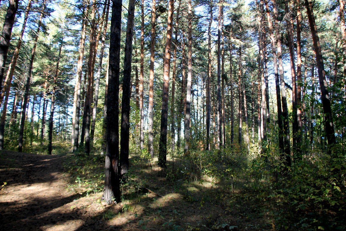 В лесопарке Бийска - Олег Афанасьевич Сергеев