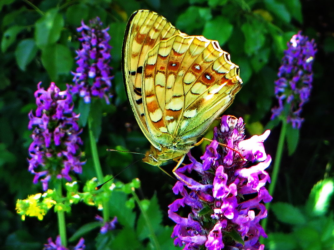 Перламутровка красная (лат. Fabriciana adippe, syn. Argynnis adippe) - vodonos241 