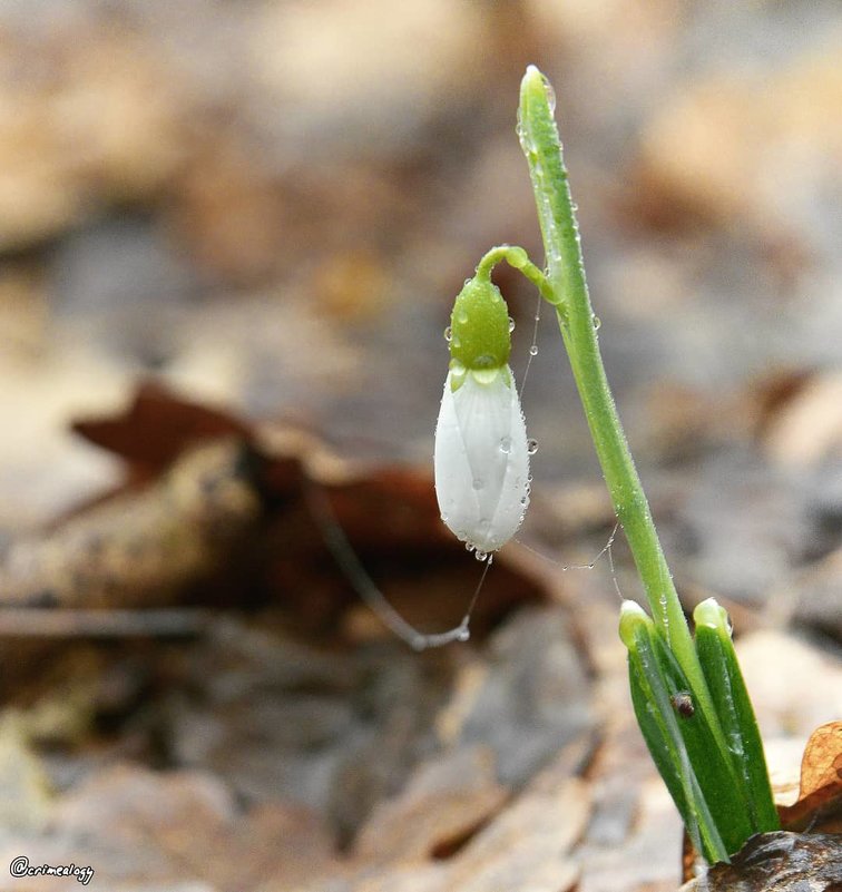 Первенец 2019-ой весны... Firstborn of the 2019th spring... - Сергей Леонтьев