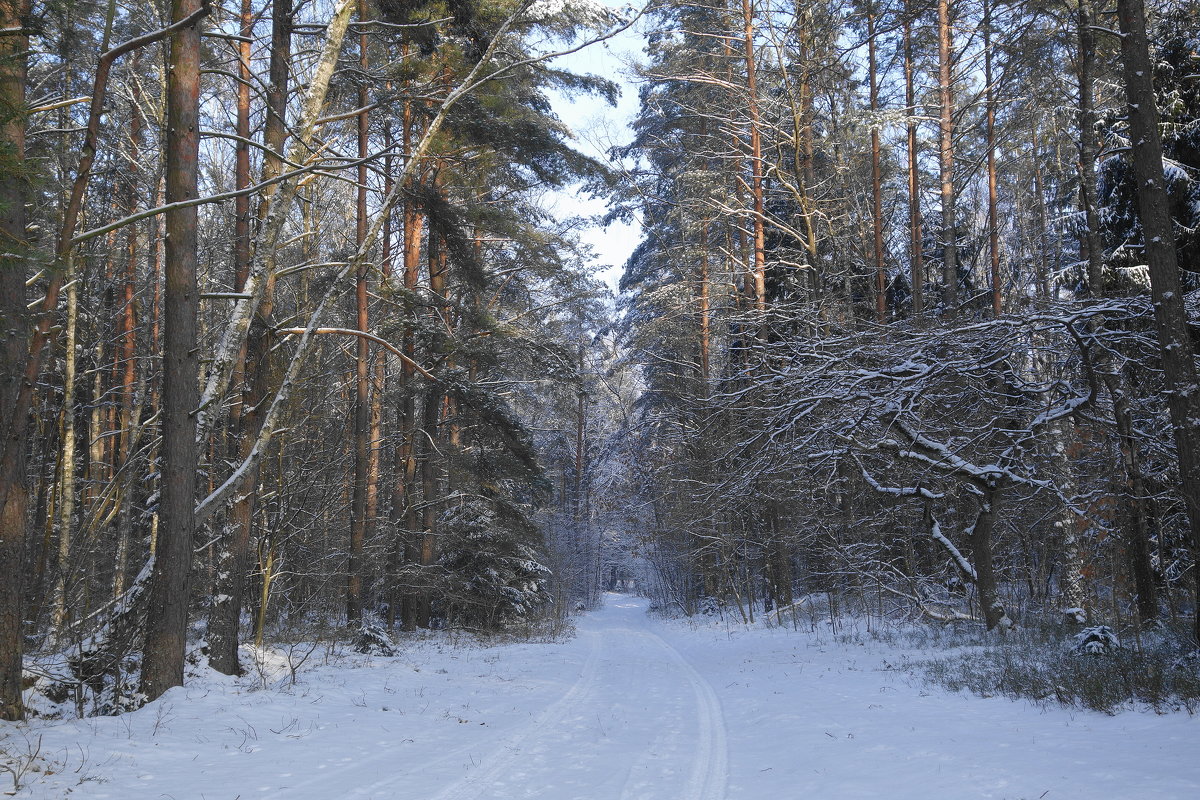 В зимнем лесу - Маргарита Батырева