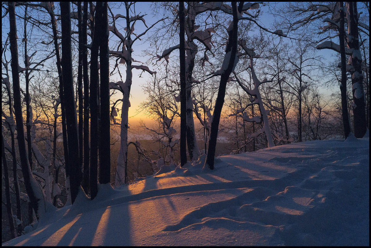 Утро в лесу - Алексей Патлах