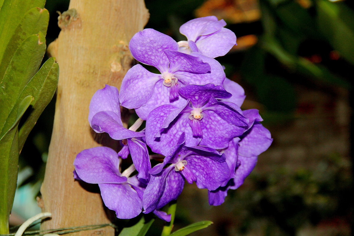 орхидеи 1 - Alexey Bobrovskiy