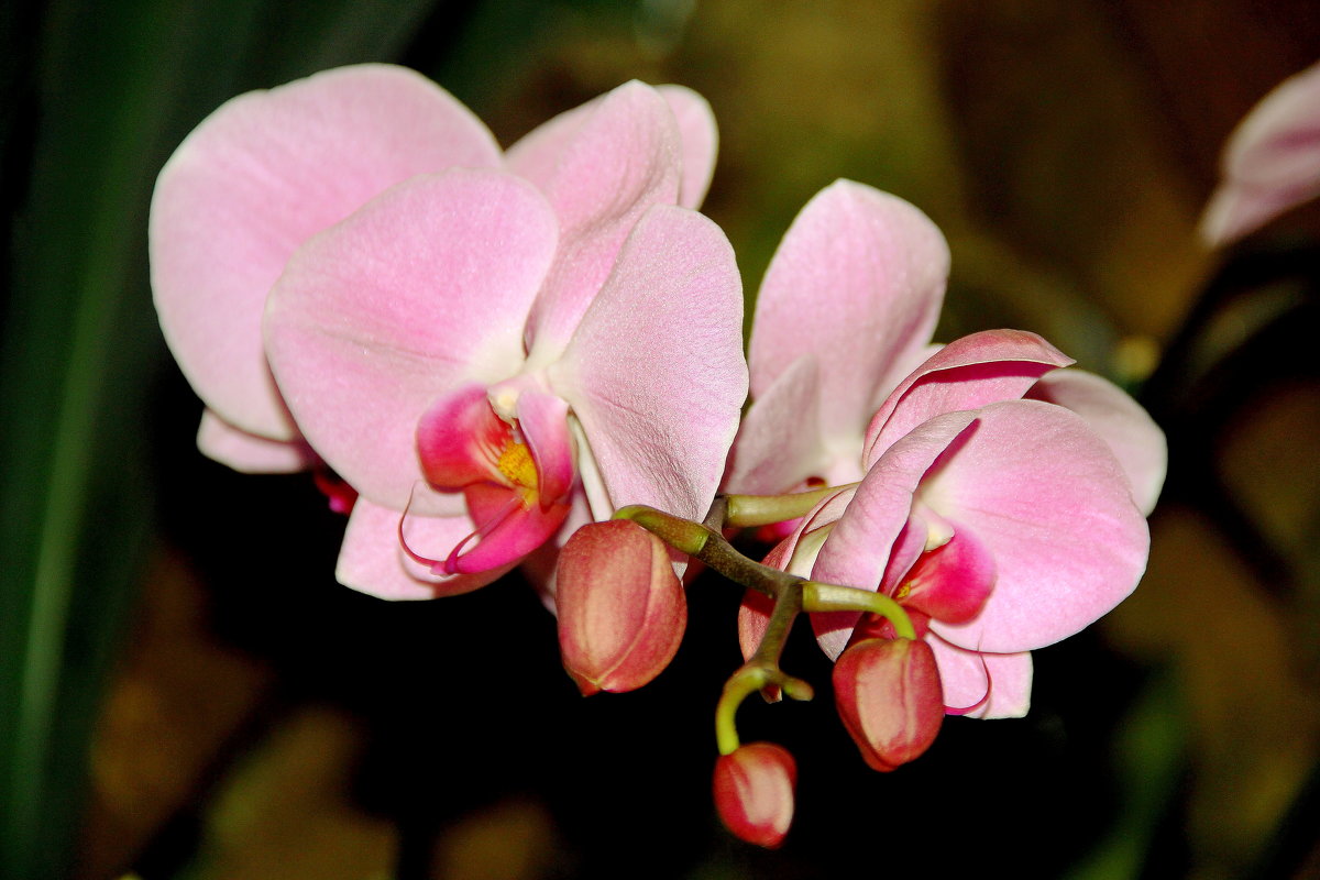 орхидея 2 - Alexey Bobrovskiy