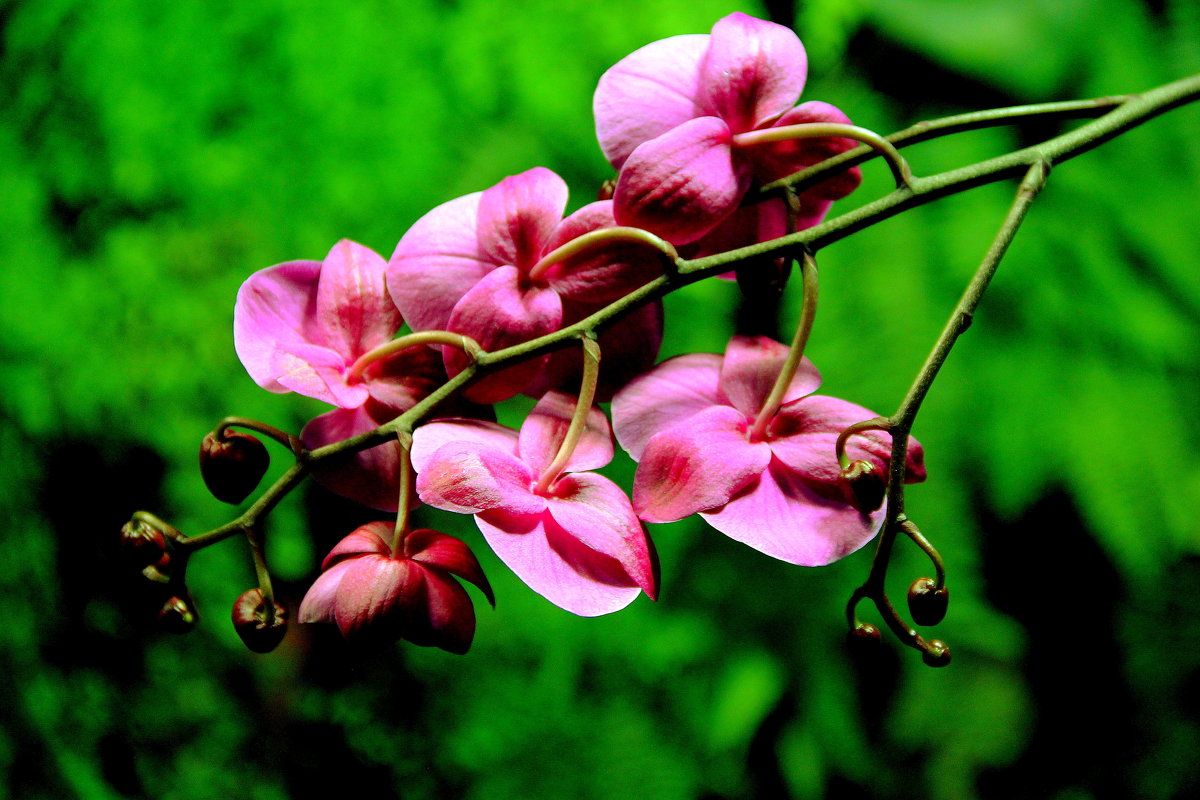 орхидея 3 - Alexey Bobrovskiy