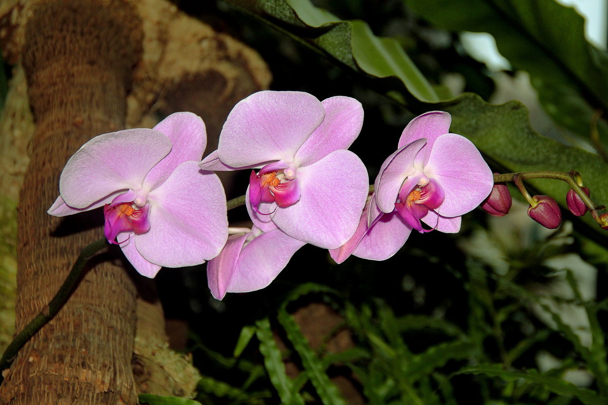 орхидея 5 - Alexey Bobrovskiy