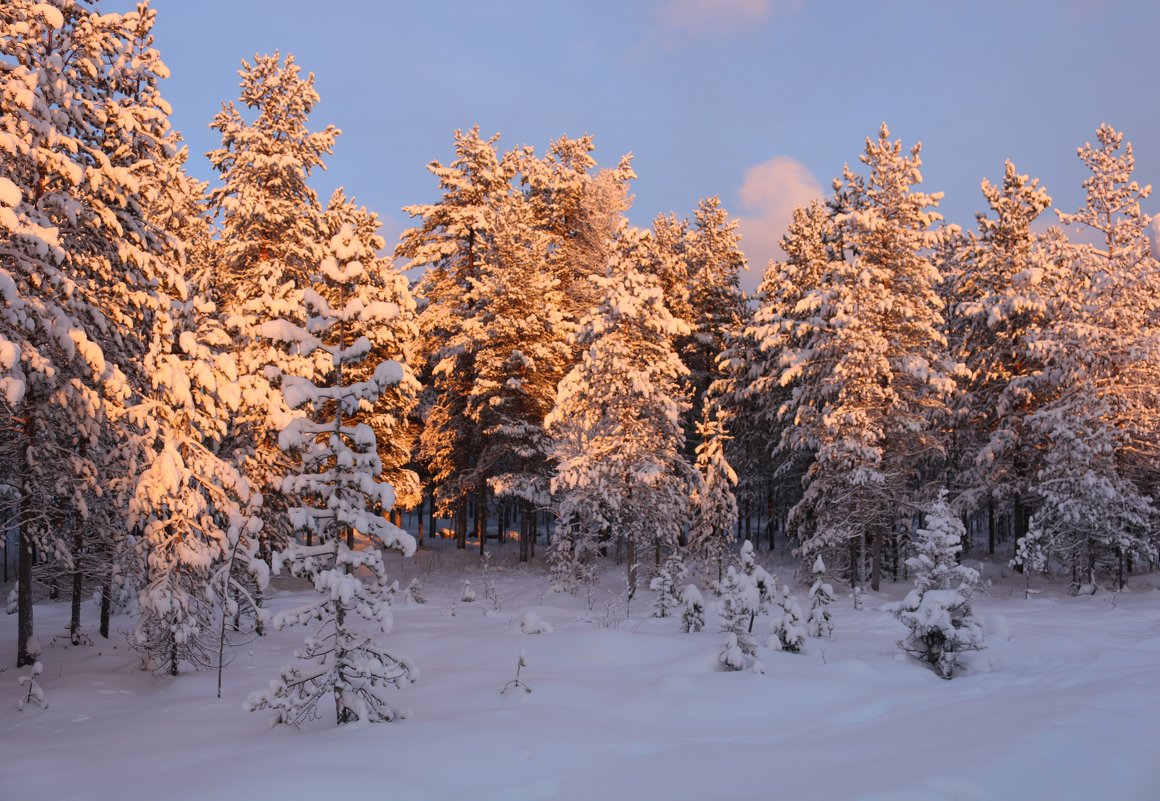 Зимний лес - Ольга 