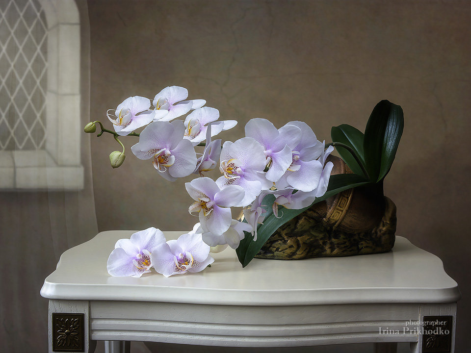 Натюрморт с орхидеей фаленопсис - Ирина Приходько