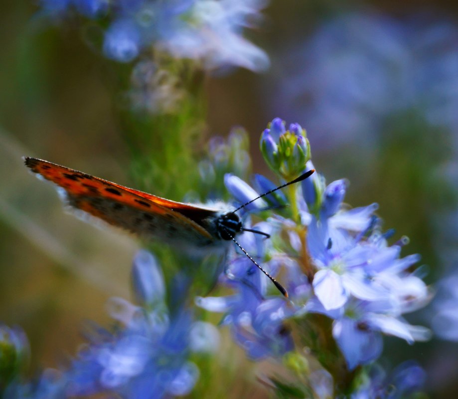 Красивая бабочка на цветочке - Стас 