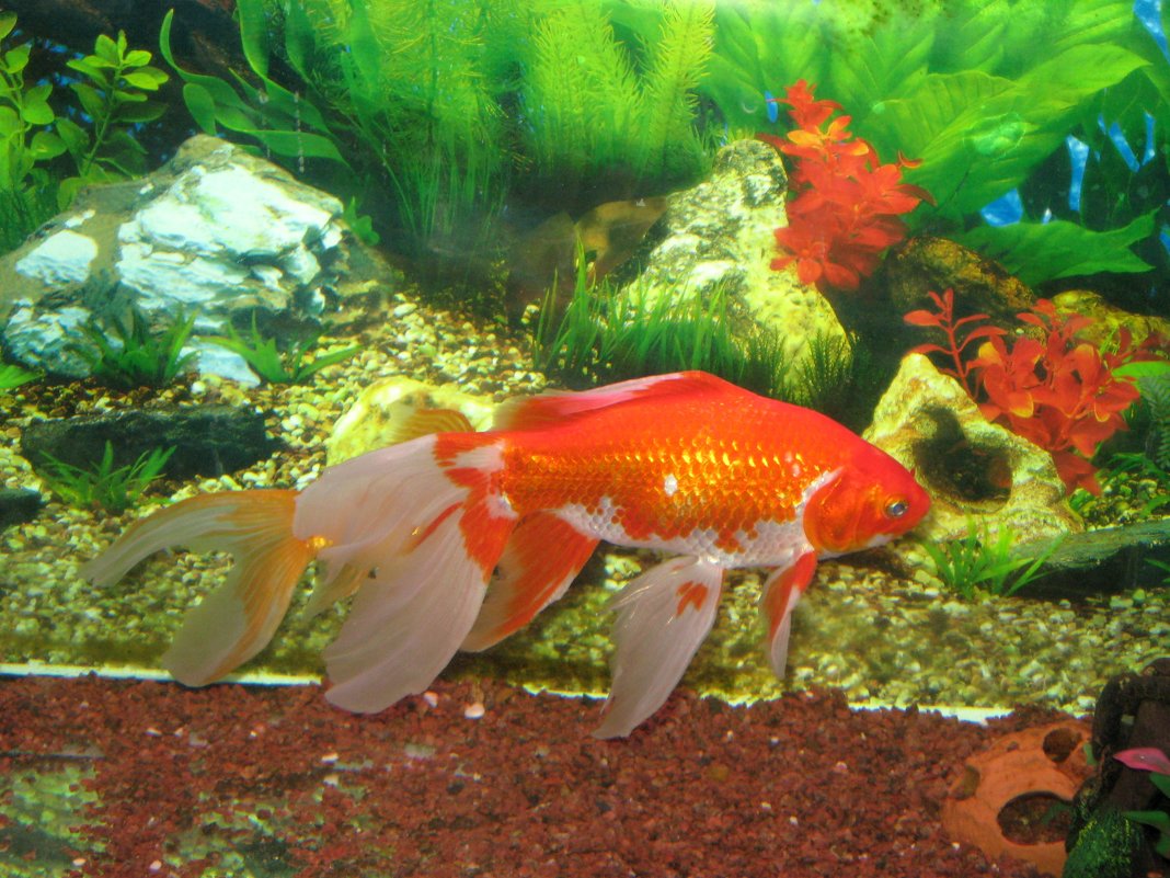 Золотая рыбка - Надежда 