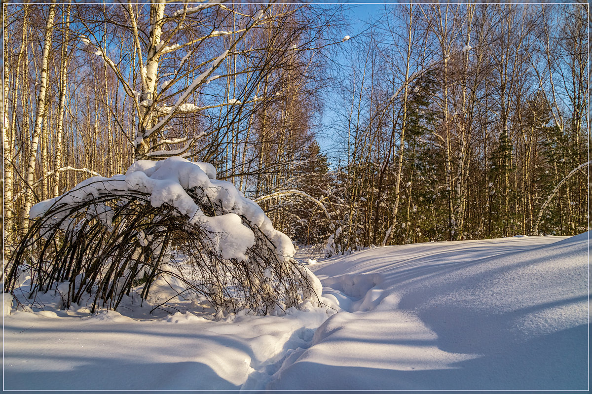 Утро в зимнем лесу 4 - Андрей Дворников