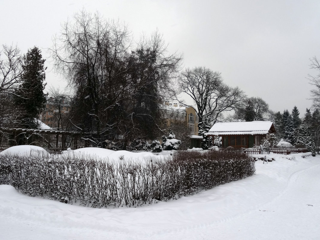 Зима в ботаническом саду - Наталия Короткова