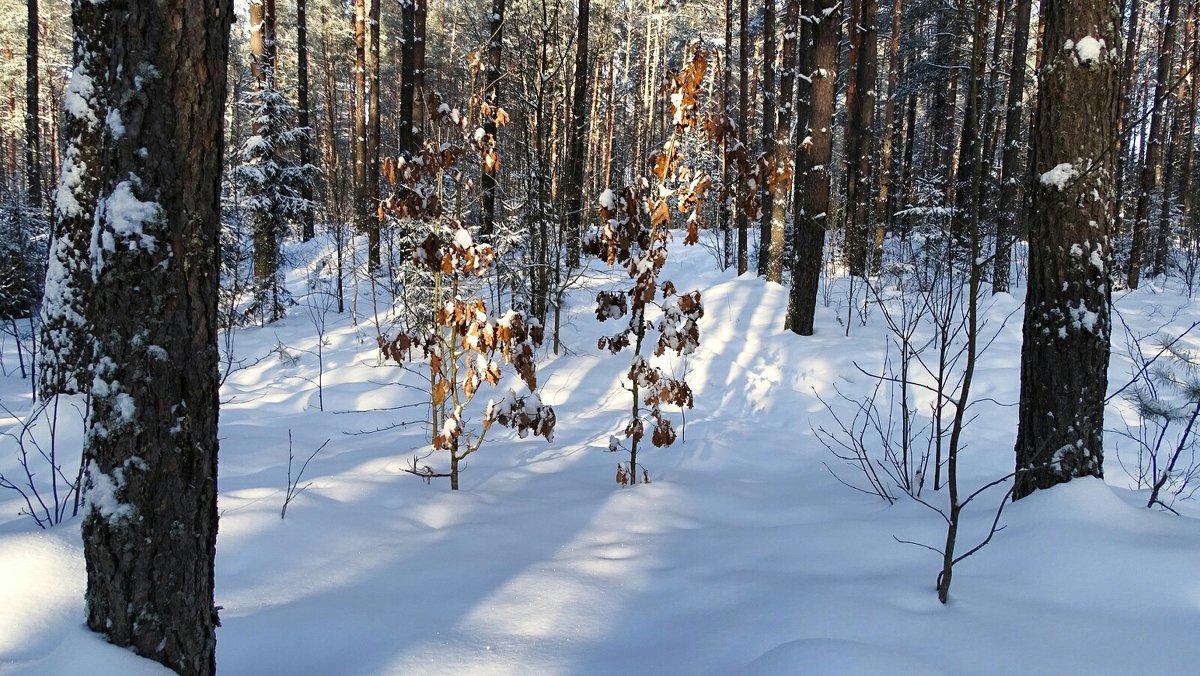 В зимнем лесу (из поездок по области) - Милешкин Владимир Алексеевич 