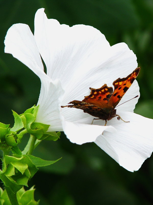 Бабочка Пестрокрыльница изменчивая на цветке лаватеры. - Ольга Кирсанова