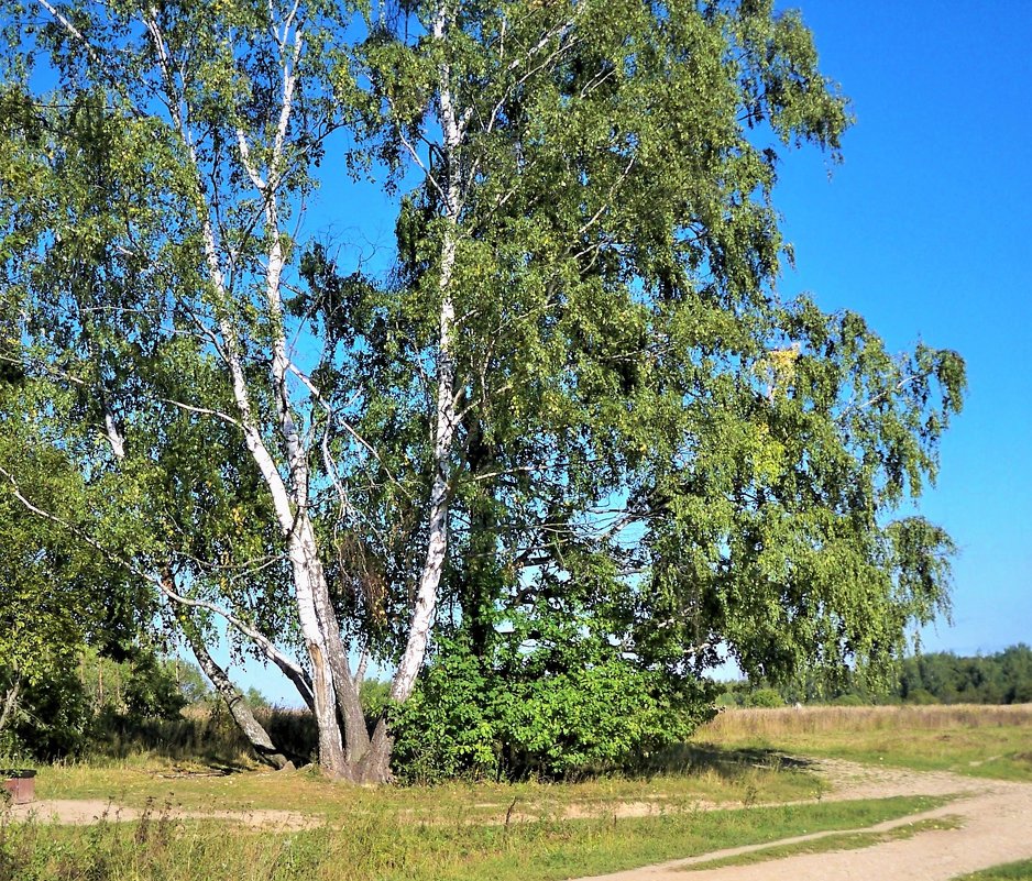 березы на распутье - Татьяна Блинова