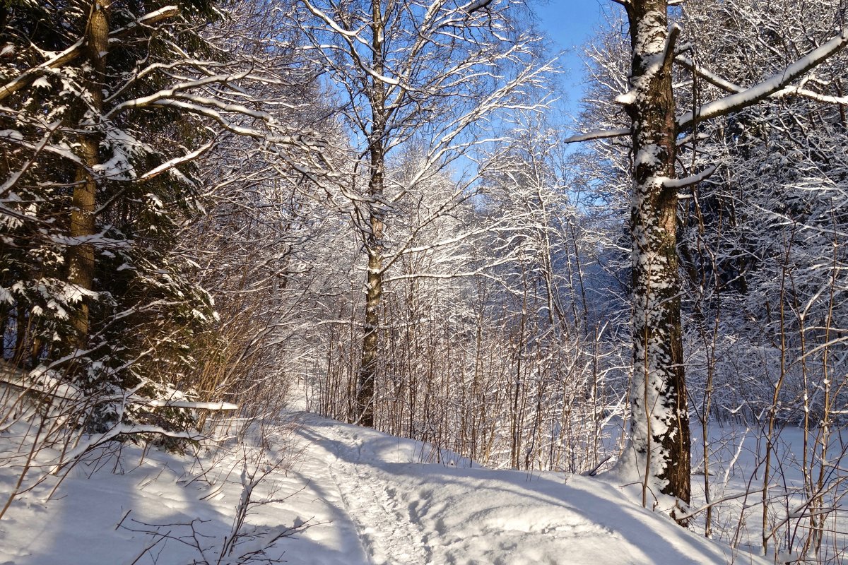 в зимнем лесу - Елена 