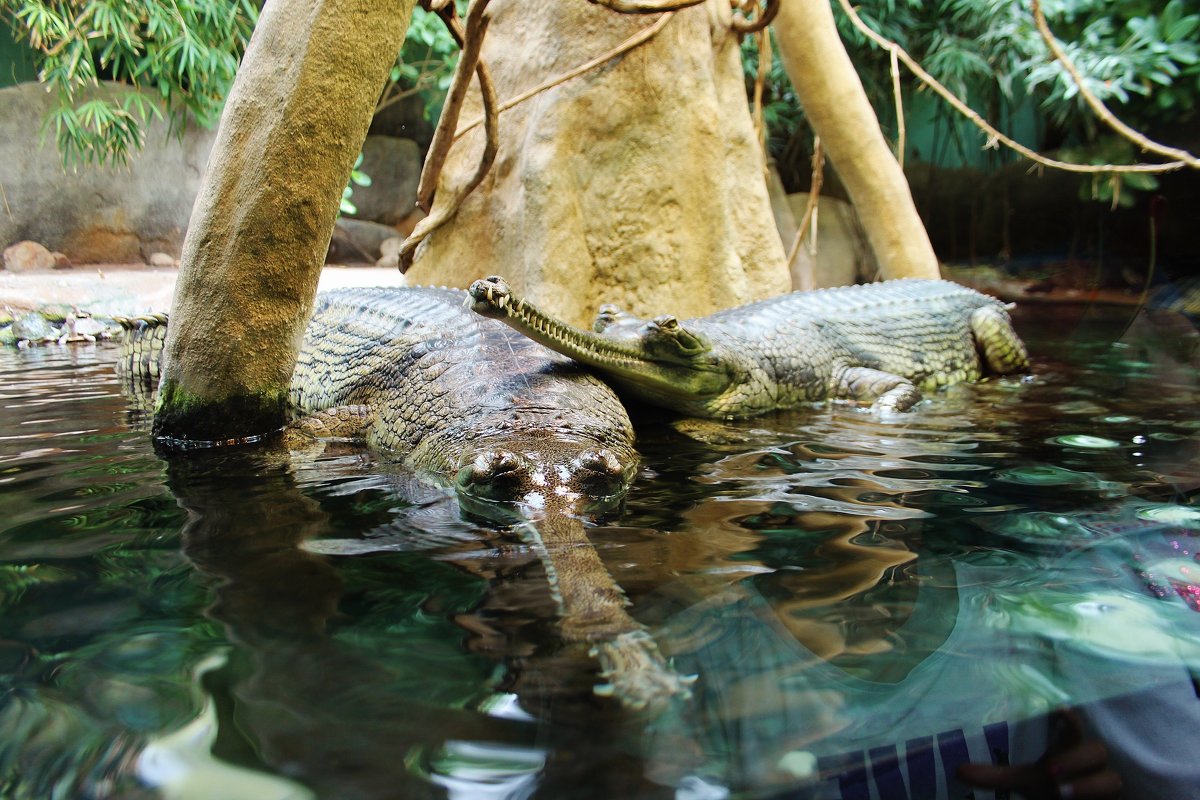 Бенгальские крокодилы. - sav-al-v Савченко