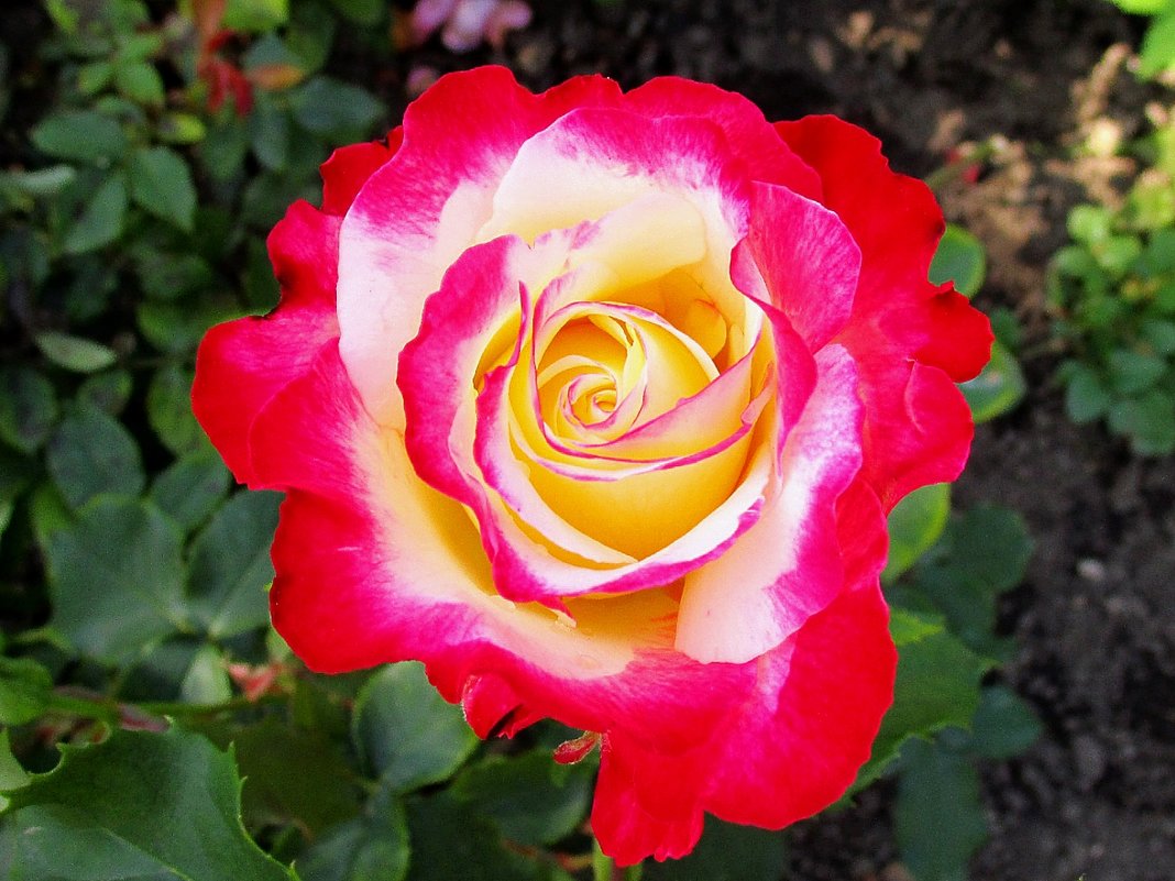 Роза – символ совершенства, мудрости и чистоты. - Ольга Довженко