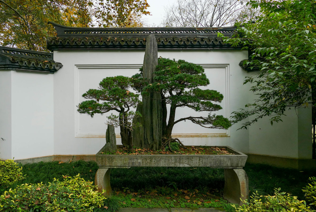 Деревья бонсай в парке “Ghusu", г.Ханчжоу - Юрий Поляков