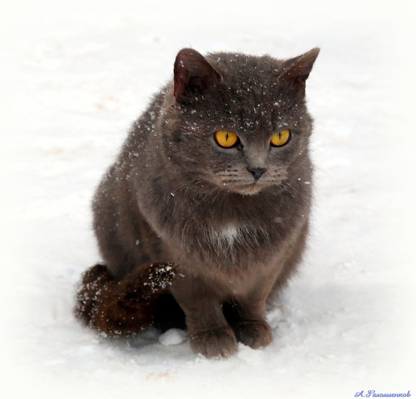 Грустно смотрит серый кот - ну когда ж зима уйдёт?! - Андрей Заломленков