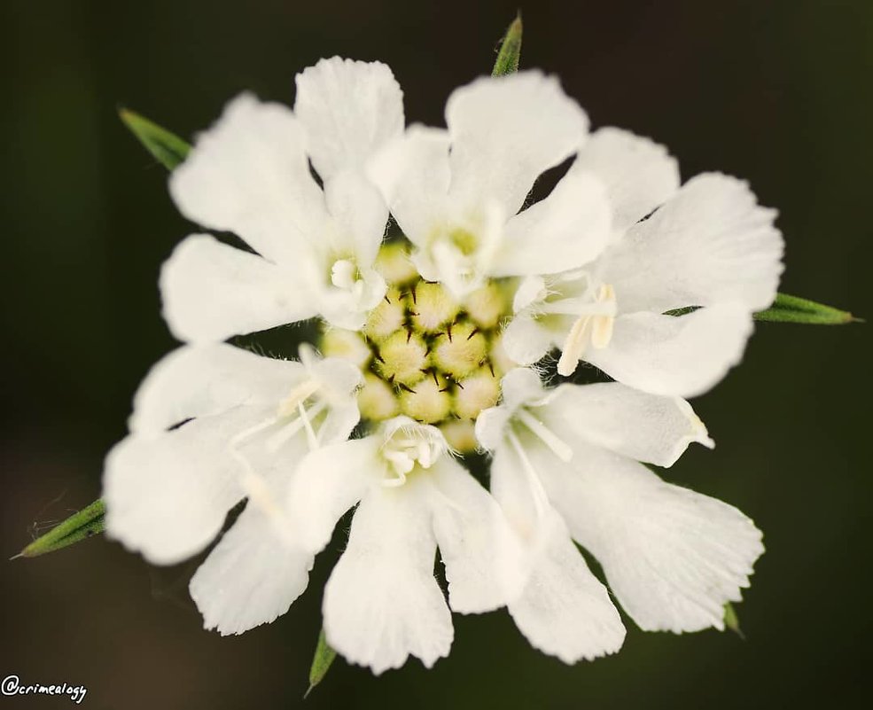 Скабиоза бледно-желтая... Портреты цветов... Scabiosa pale yellow... Portraits of flowers... - Сергей Леонтьев