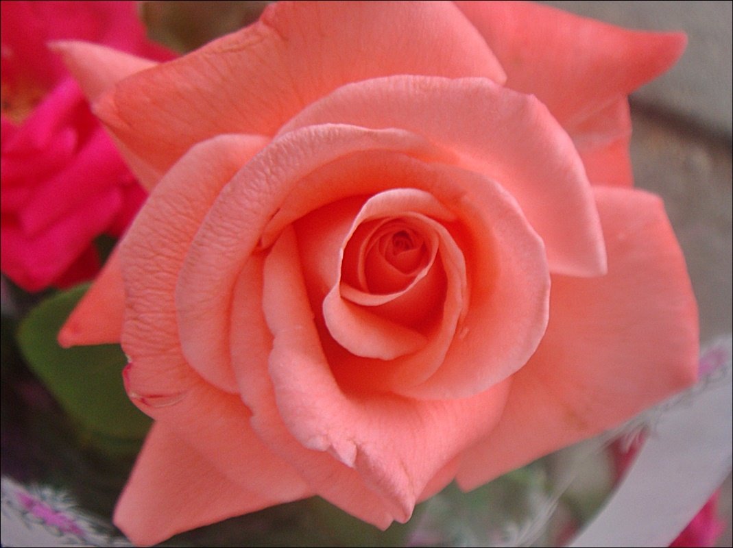 Розовая роза - Нина Корешкова