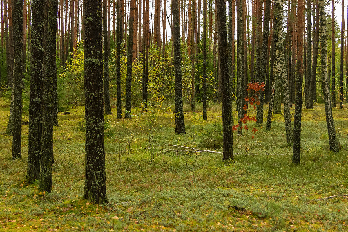 Леса в Белоруссии - Игорь Сикорский