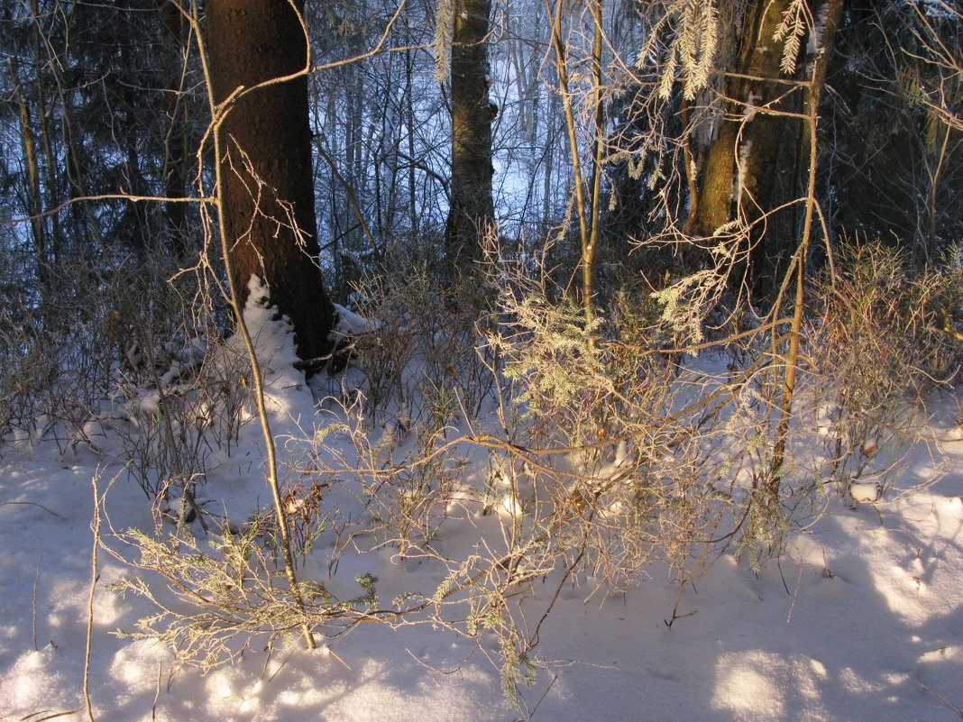 Зимой деревья спят и видят сны... - ТАТЬЯНА (tatik)