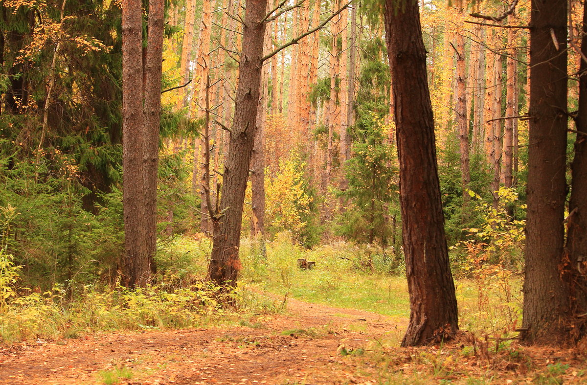 В октябрьском лесу - Татьяна Ломтева