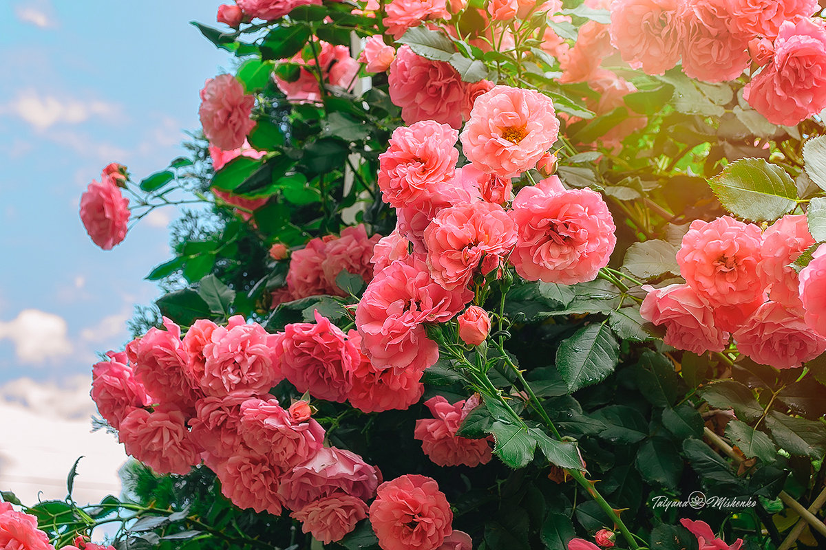 Розовые розы - татьяна мищенко