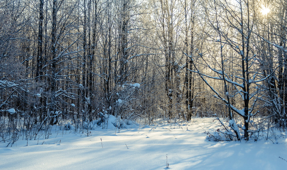 Зимний лес - Андрей Щетинин