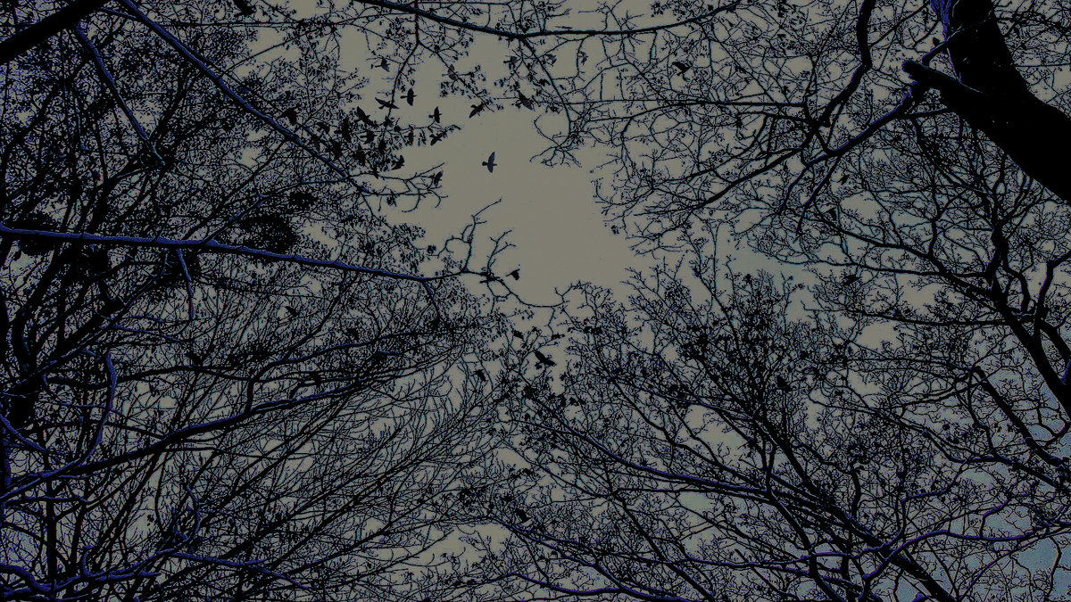 Небо в воронах - Elena 