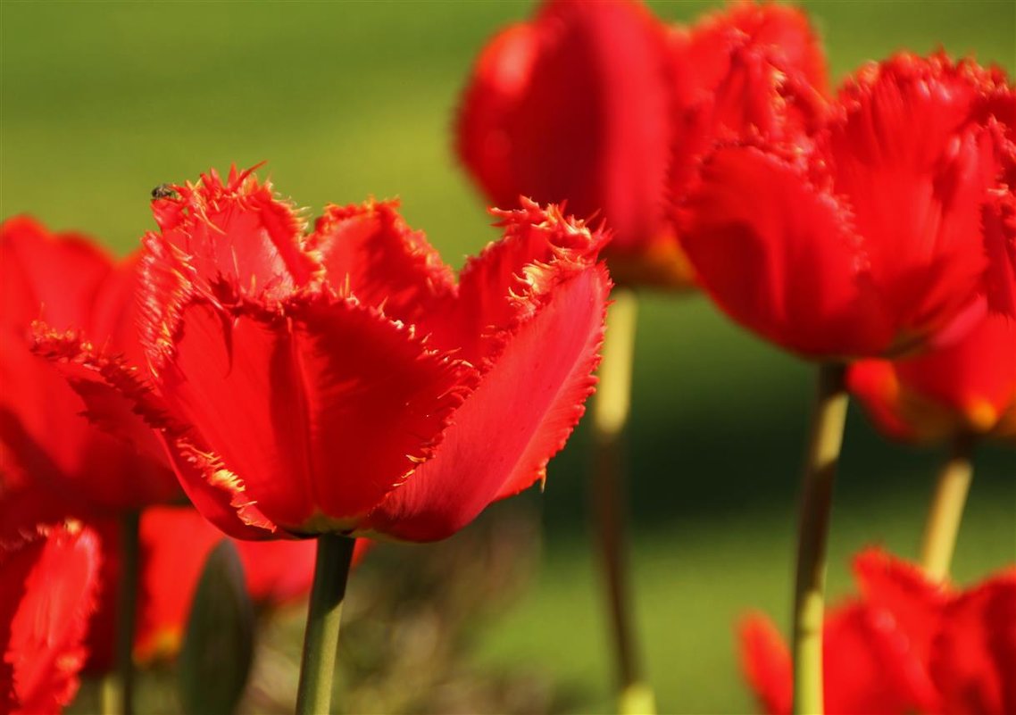 Весна вдохновенно тюльпаны зажгла - Татьян@ Ивановна