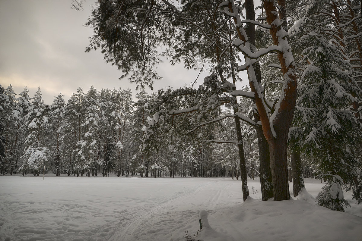 В зимнем лесу - Алексей (GraAl)