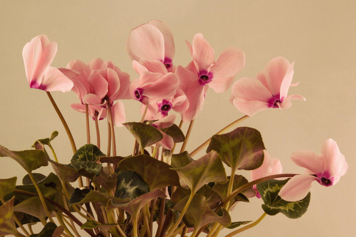 Розовые цветы - Aнна Зарубина