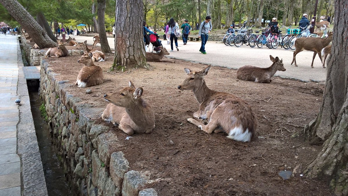 Нара Япония Парк оленей - wea *
